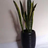 سانسیوریا ابلق شمشیری|گل و گیاه طبیعی|ملایر, |دیوار