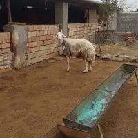 قوچ پلنگی جنس بالا|حیوانات مزرعه|انبارآلوم, |دیوار