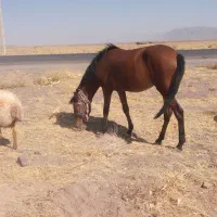 کره اسب مادیون ۱۷ ماهه