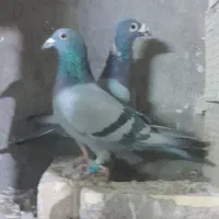 کفتر مسافتی