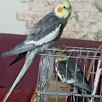 فروش یک جفت عروس هلندی سینامون با قفس