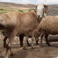 قوچ|حیوانات مزرعه|تربت جام, فاز ۱ فرهنگیان|دیوار