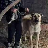 واگذاری سرابی