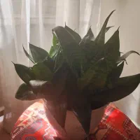 گل  سانسوریا پاکوتا