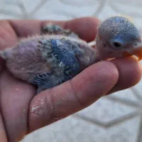 جوجه کوتوله فیشر|پرنده|تربت جام, پاسداران|دیوار