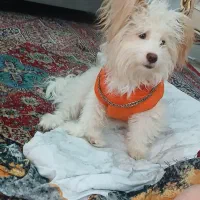 واگذاری سگ آپارتمانی