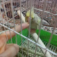 عروس هلندی گل باقلی نر