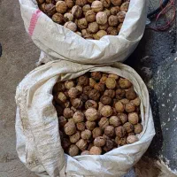 گردو