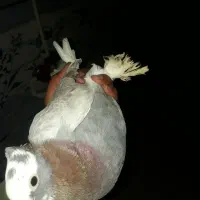 کفتر|پرنده|درمیان, |دیوار