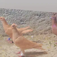 زرد کرمونی ماده دم سیاه و دم مشکی ماده