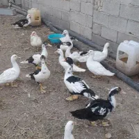 مرغابی اسرائیل و روسی سنگین وزن