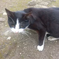 واگذاری گربه