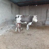 فروش گاو شیری با گوساله|حیوانات مزرعه|زابل, |دیوار