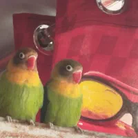 یک جفت طوطی برزیلی|پرنده|قرچک, پویینک|دیوار