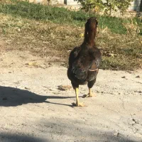 مرغ لاری اصل|حیوانات مزرعه|صومای برادوست, |دیوار