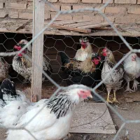 مرغ|حیوانات مزرعه|عطاملک, |دیوار