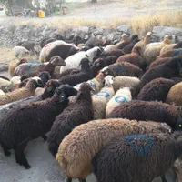 گوسفند چاق وچله ارسال با یه تلفن زنده درب منزل|حیوانات مزرعه|تهران, حکیمیه|دیوار
