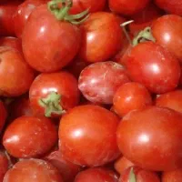 گوجه تازه چین