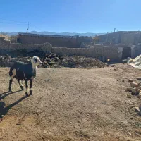 بره قوچی پلنگی پوست گاوی اصل درجه یک|حیوانات مزرعه|مشهد, کوی المهدی|دیوار