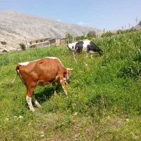 دو عدد گاو آبستن معاوظه با تراکتور هم دارم