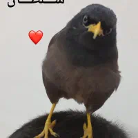 مرغ مینام رفته|حیوانات|ملارد, |دیوار