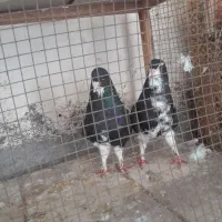 کبوتر شهری گلدار