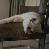 گربه بریتیش