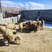 میش آبستن و میش بره|حیوانات مزرعه|زاغه, |دیوار