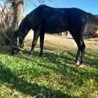 فروش کره اسب نریان