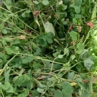 ترش واش وسبزی خوردشده|حراج|لنگرود, |دیوار