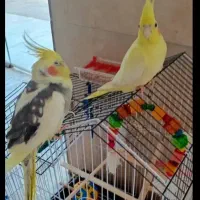 یک جفت عروس هلندی