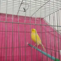 قناری ماده طلایی|پرنده|مبارکه, |دیوار