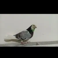 ۲عدد‌کبوتر‌