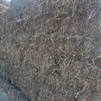 علف بادام زمینی