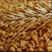 گندم مهرگان