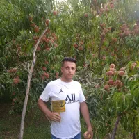 نهال پر کیفیت تجاری تضمینی