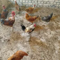 مرغ خروس جوان تاز به تخم اومدن|حیوانات مزرعه|کاشمر, |دیوار