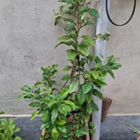 حراج گل های طبیعی|گل و گیاه طبیعی|اردبیل, |دیوار