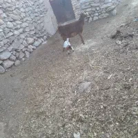 بزمحلی دورگه شیرا جوان با کره