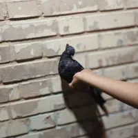 کفتر|پرنده|بندر امام خمینی, |دیوار
