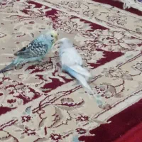 مرغ عشق|پرنده|انابد, |دیوار