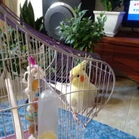 عروس هلندی نر