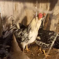 فروش خروس گلین درجه یک اصل|حیوانات مزرعه|فرخ‌شهر, |دیوار