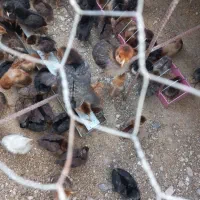 تخفیف ویژه اردک و جوجه محلی