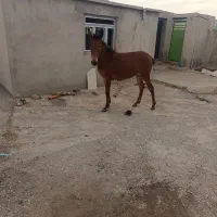 اسب و قاطر