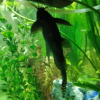 ماهی کت فیش|ماهی|تهران, مولوی|دیوار