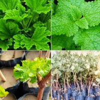 تولید گل وگیاه و انواع نشا