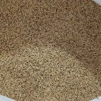 بذر شالی بوجار شده دم‌سیاه ،فجر ،ندا