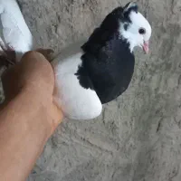 طوقی|پرنده|دره شهر, |دیوار