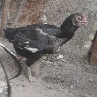 مرغ لاری نصل